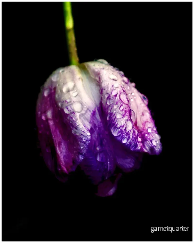 Henry Bronett – Anemone Henry Bronett – Anemone