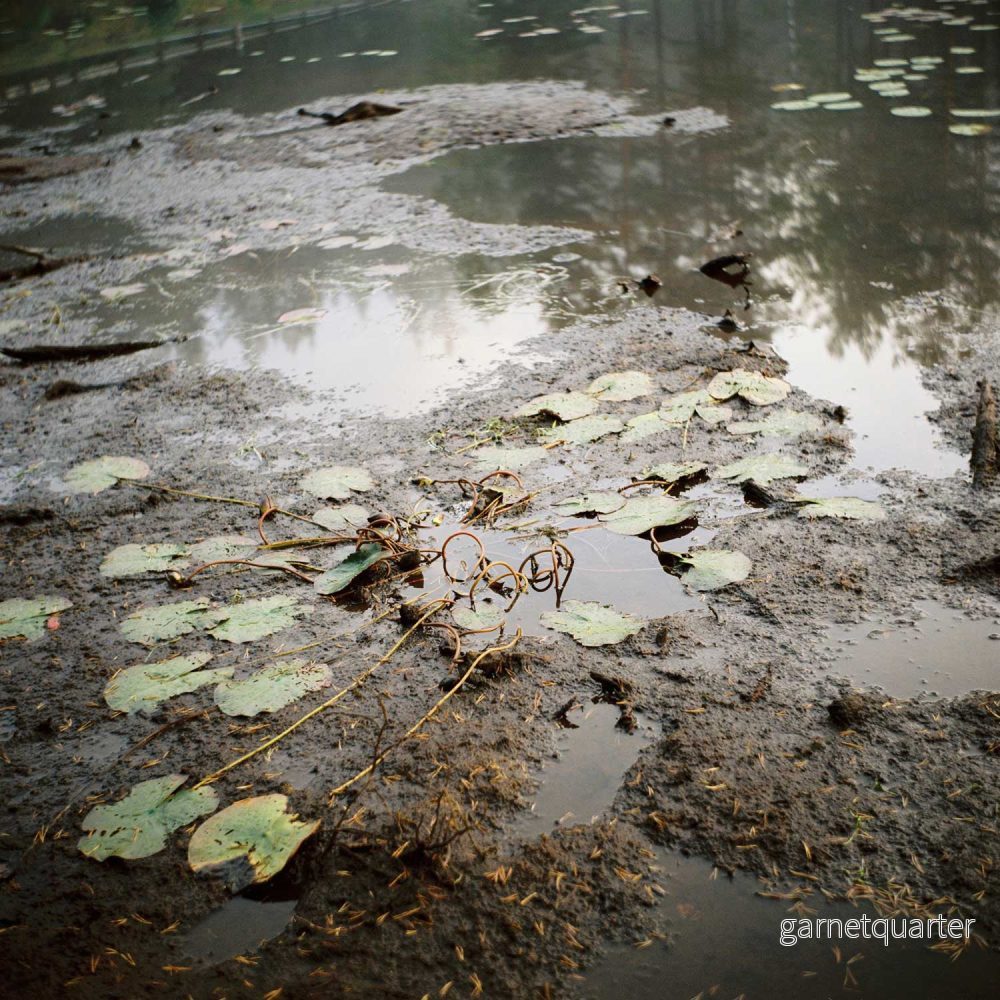 Anna Lilleengen – Metamorphosis Series 1, Flattened Waterlilies Anna Lilleengen – Metamorphosis Series 1, Flattened Waterlilies
