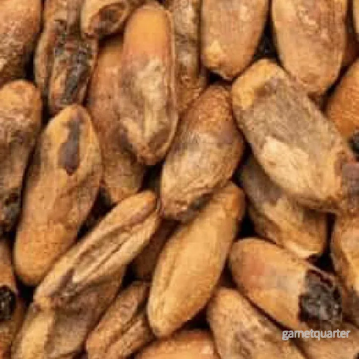 BEST Caramel Rye Malt (100-380 EBC) 100g – Bestmalz BEST Caramel Rye Malt (100-380 EBC) 100g – Bestmalz