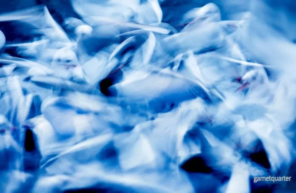 Sandersson – Bluebirds