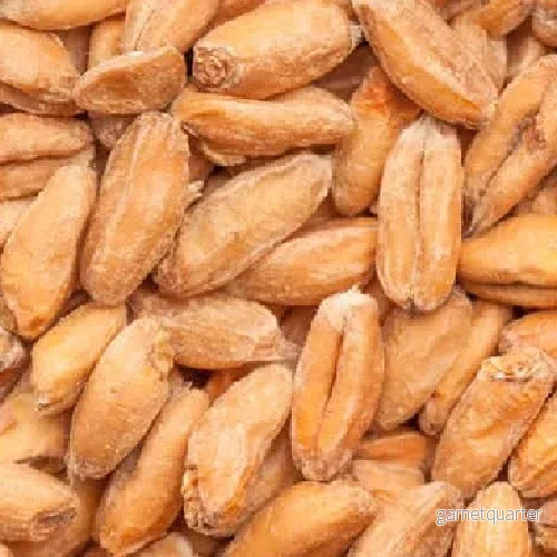 BEST Spelt Malt (3,5-6 EBC) 100G – Bestmalz BEST Spelt Malt (3,5-6 EBC) 100G – Bestmalz