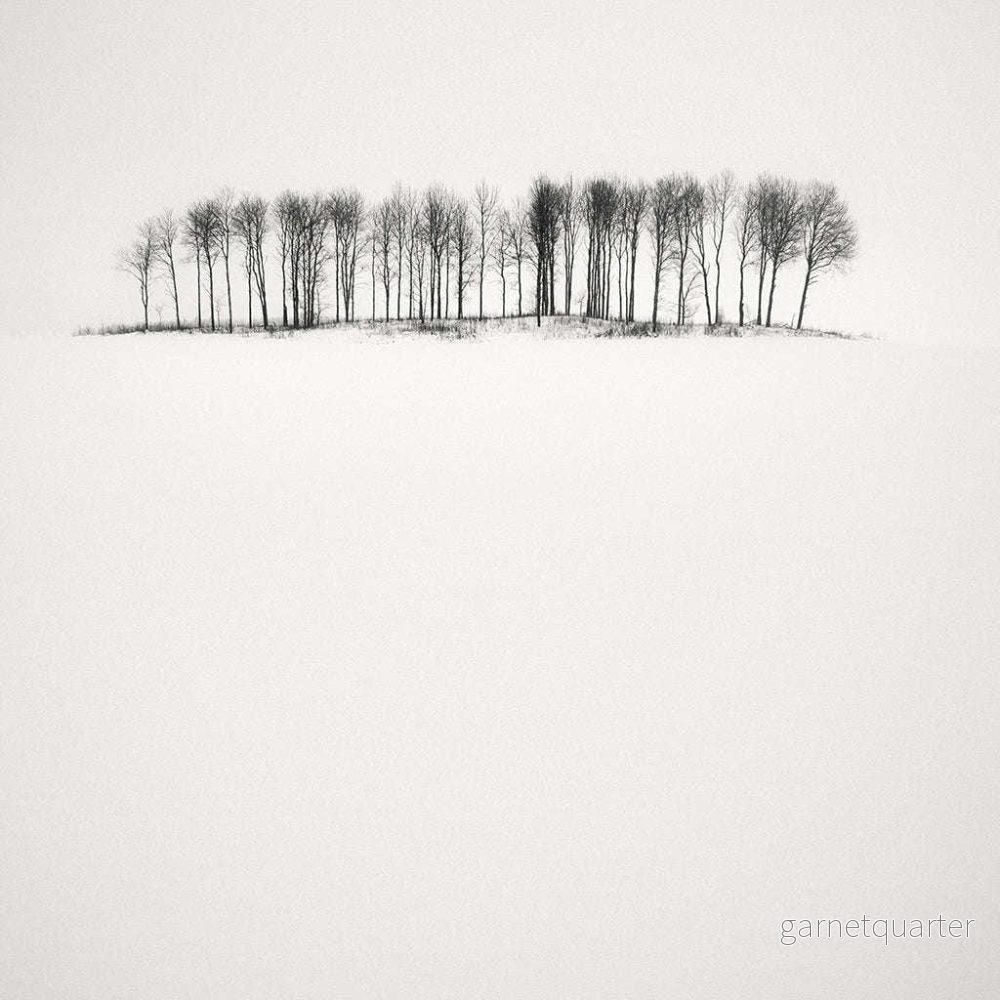 Frang Dushaj – Winter Tales Birches in Snow B60XH60