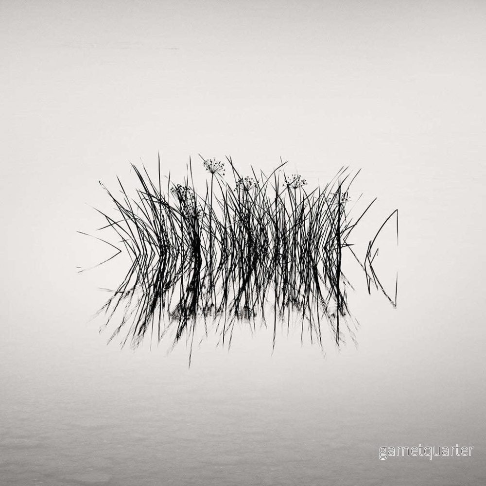 Frang Dushaj – Oneiric Lake Reeds B42xH42 Frang Dushaj – Oneiric Lake Reeds B42xH42