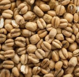 Torrefied Wheat (3-4,5 EBC) 100G – Thomas Fawcett