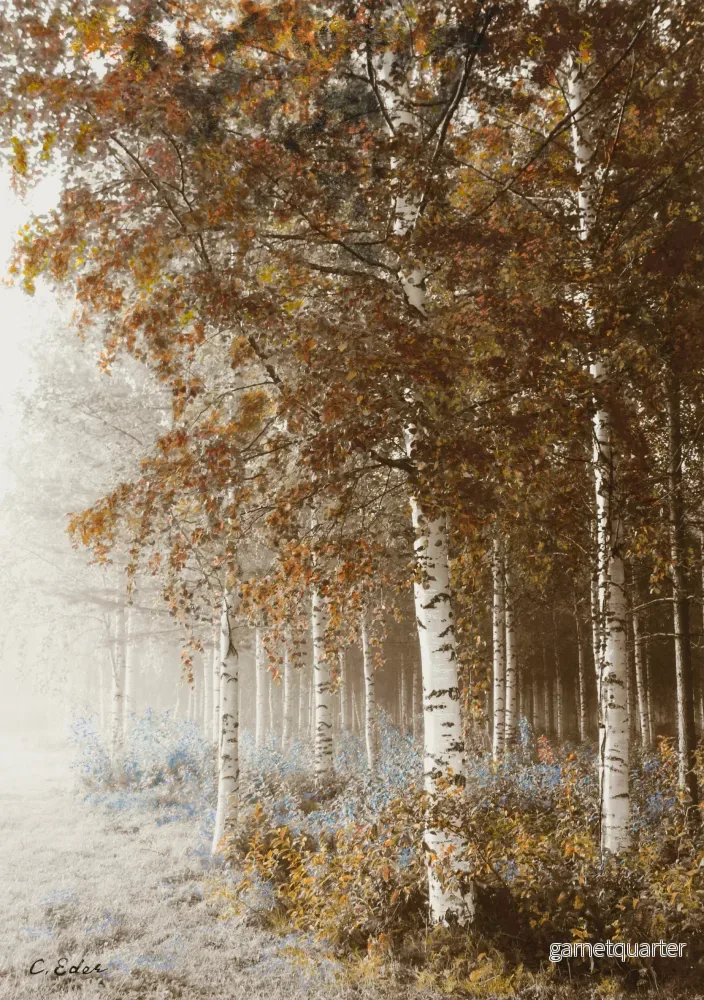 Charlotte Eder – Björkar Autumn light