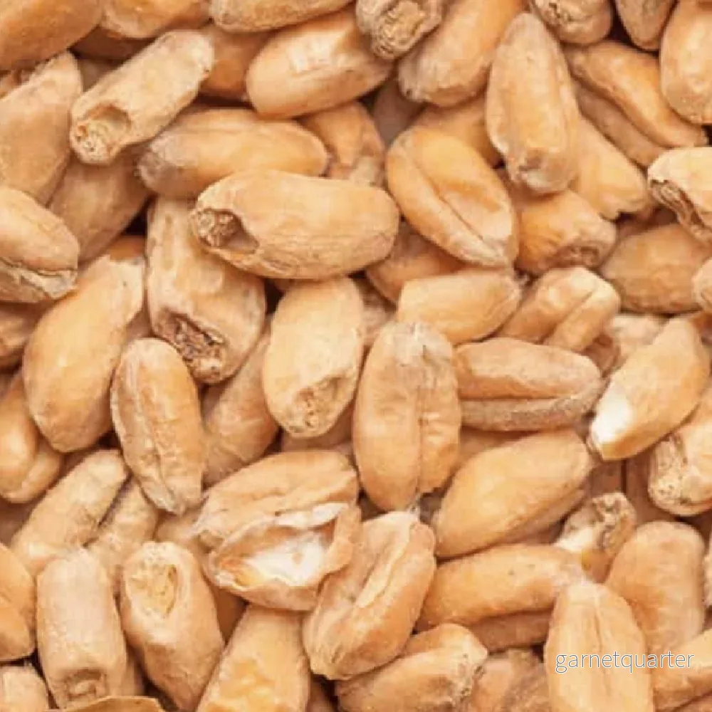 BEST Wheat Malt (Vetemalt 3,5-6,0 EBC) 100G – Bestmalz BEST Wheat Malt (Vetemalt 3,5-6,0 EBC) 100G – Bestmalz