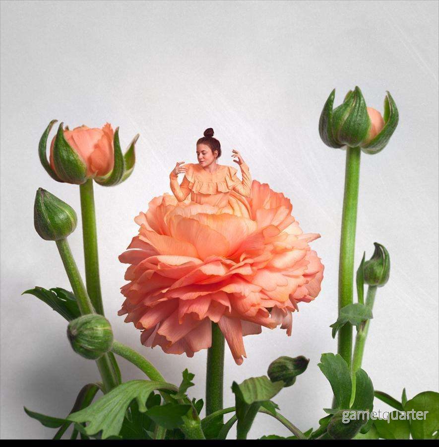 Sonja Hesslow – Ranunculus Sonja Hesslow – Ranunculus