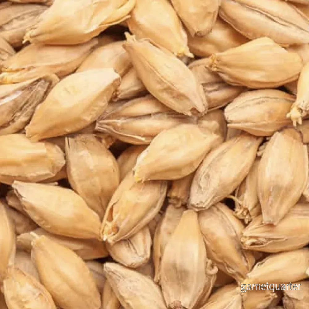 BEST Pilsen Malt (3,0-4,9 EBC) 100G – Bestmalz BEST Pilsen Malt (3,0-4,9 EBC) 100G – Bestmalz