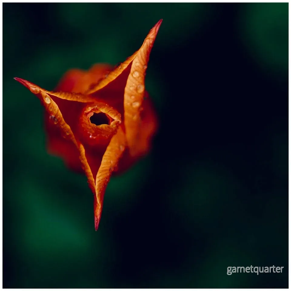 Henry Bronett – Tulipa Henry Bronett – Tulipa
