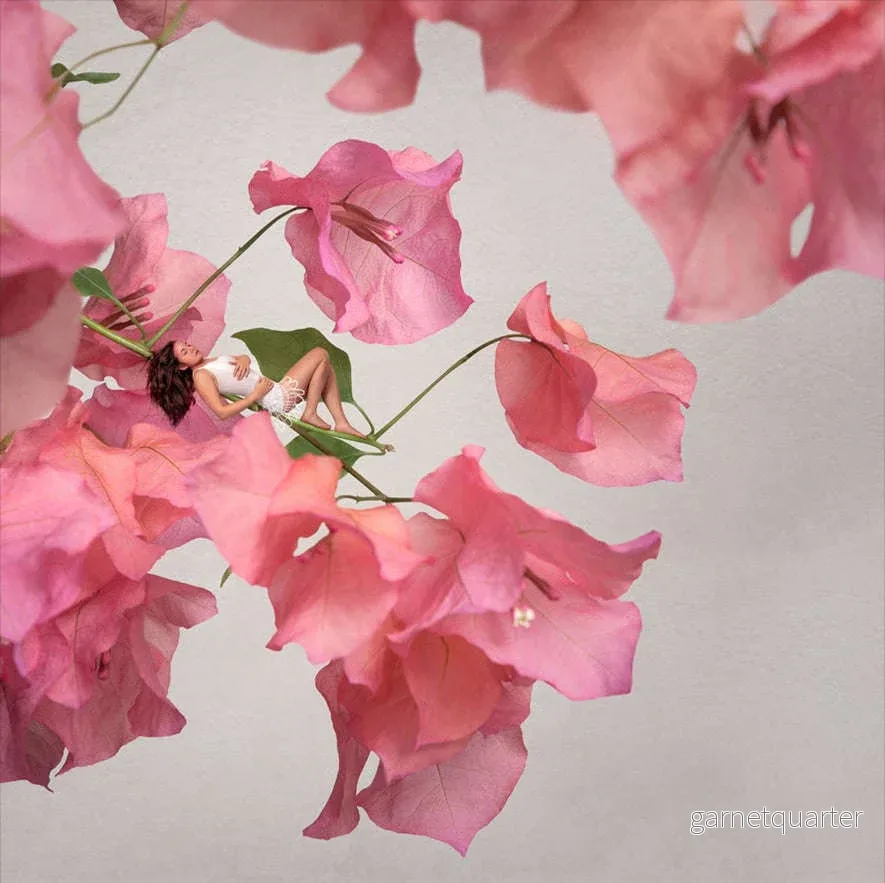 Sonja Hesslow – Bougainvillea Sonja Hesslow – Bougainvillea
