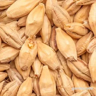 BEST Chit Malt (2-3 EBC) 100G – Bestmalz BEST Chit Malt (2-3 EBC) 100G – Bestmalz