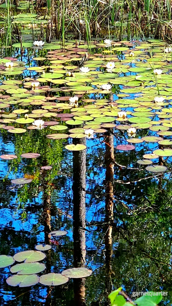 Ulf Wahrolin – Naturreservatet i Segerstad