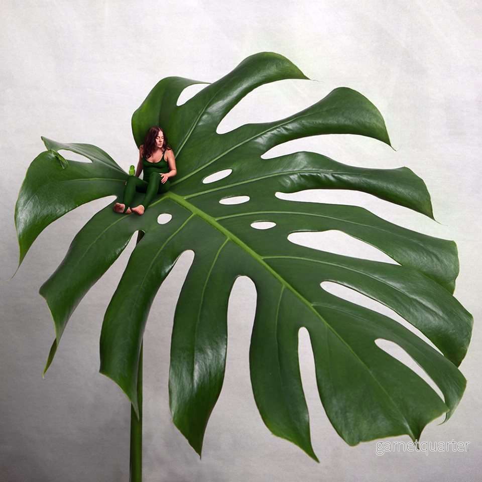 Sonja Hesslow – Monstera Sonja Hesslow – Monstera