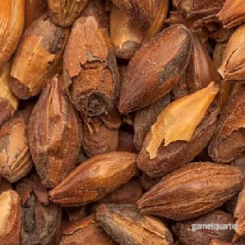BEST Special X Malt (300-400 EBC) 100g – Bestmalz BEST Special X Malt (300-400 EBC) 100g – Bestmalz