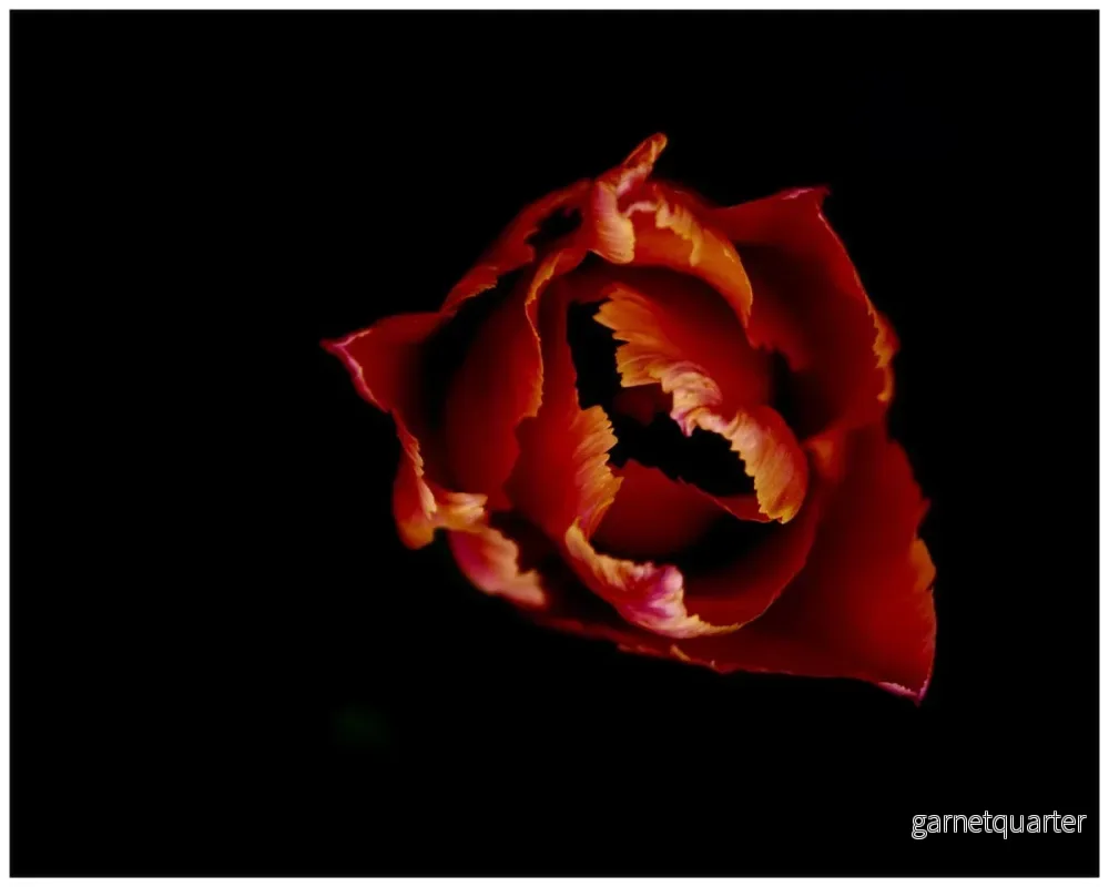 Henry Bronett – Tulipa II Henry Bronett – Tulipa II