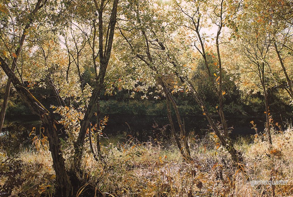 Charlotte Eder – Power in the leaves